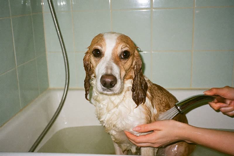 A dog being rinsed in the grooming bath