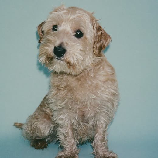 A freshly bathed and dried terrier