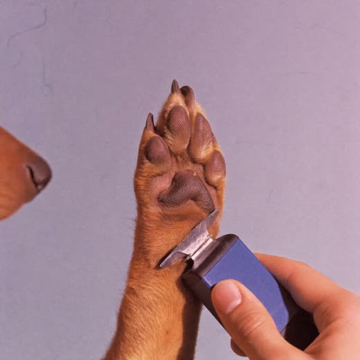 A dog's paw having its nails clipped